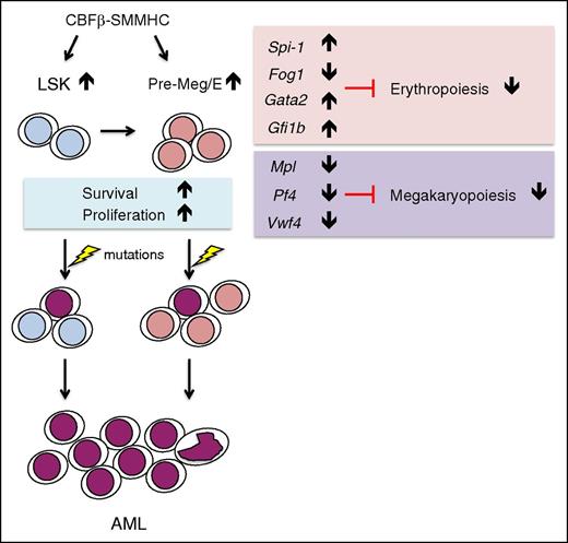 Figure 7. Model for CM-induced preleukemic HSPC alterations and predisposition for leukemia evolution. Somatic expression of CM induces the expansion of preleukemic HSPCs including LSK and Pre-Meg/E progenitors with dysregulated erythroid (Spi-1, Fog1, Gata2, and Gfi1b) and megakaryocytic (Mpl, Pf4, and Vwf4) gene expression program, leading to impaired erythroid and megakaryocytic differentiation. With increased survival and proliferation rates, poorly differentiating preleukemic Pre-Meg/Es accumulate and serve as a cellular reservoir predisposed for additional mutations and AML transformation.