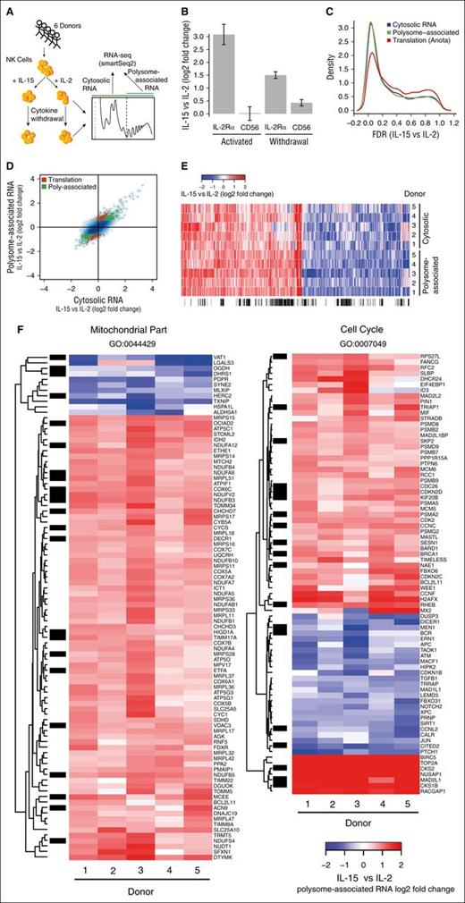 Figure 2. Abundant differential cytosolic mRNA levels and differential translation between NK cells activated with IL-15 or IL-2 following cytokine withdrawal. (A) Overview of gene expression studies. Isolation of polysome-associated mRNA (ie, associated with >2 ribosomes) and cytosolic mRNA from 6 donors and 4 conditions followed by generation of smartSeq2 RNAseq libraries. (B) Relative (IL-15 vs IL-2) polysome-associated mRNA levels for IL-2Rα and CD56 after 48 hours of cytokine activation and following withdrawal for an additional 24 hours. (C) Densities of genome-wide FDRs comparing IL-15– to IL-2–activated cells post-cytokine withdrawal using data from cytosolic or polysome-associated mRNA and translational efficiency as identified by anota. (D) Genome-wide log2 fold changes (IL-15 vs IL-2) following cytokine withdrawal using data from cytosolic or polysome-associated mRNA. mRNAs with differential polysome-association (green) or differential translational efficiency (red; by anota analysis) are indicated. (E) Heatmap showing log2 fold changes using data from cytosolic or polysome-associated mRNA for mRNAs showing differential polysome association between NK cells activated with IL-15 vs IL-2 following cytokine withdrawal. (F) Heatmap showing log2 fold changes using data from polysome-associated mRNA for differentially expressed genes belonging to the indicated gene ontology (GO) processes. (E-F) The sidebar indicates differentially translated genes identified by anota analysis (black).