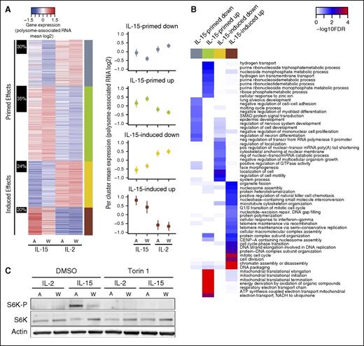 Figure 3. IL-15 primes a stress-induced gene expression program in NK cells. (A) A heatmap of mean polysome-association (log2) per condition (A = activated, W = cytokine withdrawal) for mRNAs showing differential (IL-15 vs IL-2) polysome association after cytokine withdrawal. Clustering was performed using data from this set of mRNAs across all 4 conditions. The right sidebar indicates the identified gene subsets; the left sidebar shows proportions of genes regulated by differential translation (anota) per subset. Clusters corresponding to induced or primed modes of regulation are indicated. Across genes mean ± SD per condition and cluster is also plotted. (B) A heatmap illustrating results from enrichment analysis within subsets identified in panel A for cellular processes defined by GO. The color scale indicates significance for enrichment for GO terms identified as enriched in at least 1 subset (FDR <0.1 and odds ratio >1.5). (C) Freshly isolated human primary NK cells were activated (A) with IL-2 or IL-15 (18.3 ng/mL) for 48 hours with or without torin-1 (1 µM) and subsequently deprived of cytokines for 24 hours (W). Phosphorylation of the mTOR target S6 kinase was determined by western blot and compared with total S6K. Actin served as a loading control.