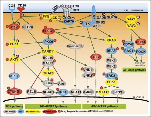 Figure 2. Mutations of TCR signaling–related genes in nodal lymphomas of TFH origin. The intracellular pathways after TCR ligation and costimulatory activation were reconstructed using the Ingenuity pathway analysis (IPA) tools, the KEGG database, and other references. Four main pathways are individualized, from left to right: (1) PI3K pathway after CD28/TCR-dependent FYN phosphorylation and ultimately resulting in CTNNB1 translocation into the nucleus; (2) NF-κB/NFAT pathway proximally initiated by ITK-dependent PLCG1 activation and resulting in NFAT1, NF-κB, and IRF4 activation; (3) AP-1/MAPK pathway that comprises ITK-dependent GTF2I activation, MALT1-induced JNKs activation, and PLCG1-GRB2/SOS–induced MAPK components activation; and (4) GTPase-dependent pathway, including RHOA, responsible for cytoskeleton remodeling upon costimulatory/TCR activation. The main positive interactions are indicated by solid green arrows, whereas inhibitory effects are indicated in red. The TCR signaling elements are depicted in yellow or red if the coding genes were mutated in <5% or ≥5% cases, respectively. The most frequently mutated genes (PLCG1, CD28, PI3K components, CTNNB1, and GTF2I) were part of costimulatory, NF-κB/NFAT, PI3K, and AP-1/MAPK intracellular signaling pathways. Proteins corresponding to WT genes are indicated in blue, and genes that were not sequenced are in gray. ERK1, ERK2, JNK1, JNK2, and PDK1 are protein names for MAPK1, MAPK3, MAPK8, MAPK9, and PDPK1 genes, respectively.