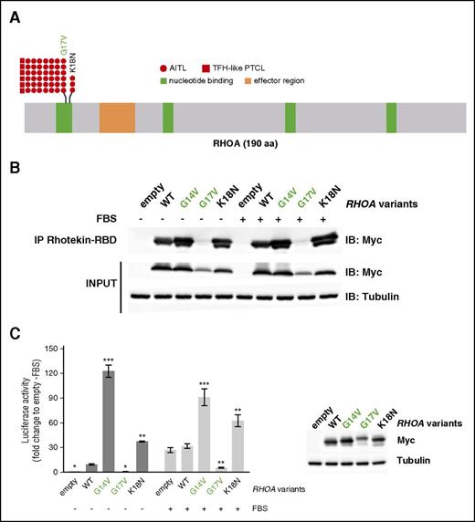 Figure 3. RHOA mutations in AITL and TFH-like PTCL. (A) Overview of the RHOA protein structure, showing G17V (42 AITL, 6 TFH-like PTCL) and the novel K18N (3 AITL) variants that target the highly conserved GTP/GDP binding site of RHOA. (B) Protein blot analysis of GTP-bound RHOA-Myc in rhotekin pull-down assay from HEK293T cells expressing indicated RHOA constructs. IP, immunoprecipitation. Representative of 6 independent experiments. (C) SRE (serum-responsive element) luciferase reporter assay monitoring the activity of RHOA K18N mutant, compared with WT, G14V, or G17V mutants, previously characterized as activating and dominant-negative, respectively. Cells were stimulated (light gray) or not (dark gray) with fetal bovine serum for 6 hours. Data are represented as mean ± standard error of the mean (SEM) from 4 independent experiments. Significant differences in activation activity were determined using 2-way analysis of variance (ANOVA) with repeated measurement (**P ≤ .01; ***P ≤ .001 compared with WT). Representative western blot from a luciferase assay experiment. Ectopic myc-tagged RHOA expression is revealed by anti-Myc. Anti-Actin blotting serves as loading control.