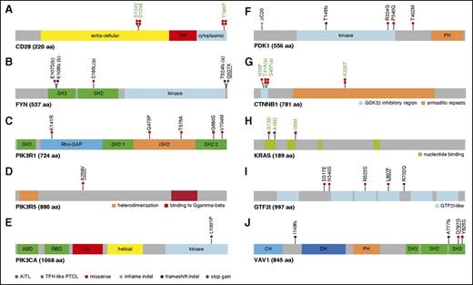 Figure 4. Mapping of variants in TCR signaling genes mutated in at least 3 patients. (A) CD28: the D124V/E variants involve the extracellular part of the receptor, whereas T195P lies in the intracellular, C-terminal, domain between the 2 domains, allowing interaction with PIK3R1 (YVKM sequence) or GRB2/VAV (PRRP sequence) proteins. (B) FYN: the five mutations indicated occurred in three patients; 1 patient harbored 2 mutations (a); 2 mutations in adjacent positions in the SH3 domain (b) were observed on the same allele in another patient. (C-E) PI3K subunits: when appropriate, cellular stimuli are present, the nSH2 and cSH2 domains of PIK3R1 bind phosphorylated tyrosines (YXXM motif) in activated receptors (CD28) and adapter proteins, thereby activating the PIK3CA (p110a) catalytic subunit without releasing the PIK3R1 (p85a) interaction with p110a through their iSH2 and ABD domains, respectively. The K141R missense affects the ρ-GAP domain, whereas iSH2 and the second SH2 domains of PIK3R1 bore 2 missenses each (Q475P, T576A and G680S, V704M, respectively). The A259V mutation, described as somatic in COSMIC, affects a linker region of PIK3R5. Finally, the L1001P point mutation affects the PIK3CA kinase domain. (F) PDK1: one inframe INDEL, one frameshift INDEL, and 3 missense affect PDK1 protein. (G) CTNNB1: 3 previously described activating missenses affect the GSK3β inhibitory domain (exon 3), whereas the K335T activating mutation affects the armadillo repeats region. (H) KRAS: 3 missense mutations alter 2 N-terminal nucleotide binding regions. (I) GTF2I: 5 missense mutations affect the GTF2I transcription factor, among which two are found in different GTF2I-like domains. (J) VAV1: 2 frameshift deletions and 2 missenses affect VAV1, three being localized in the C-terminal SH3 domain of the protein. In all figure panels, previously described activating mutations are in green boldface, and mutations previously described but not functionally tested are underlined. PDK1 is the protein name of PDPK1 gene.