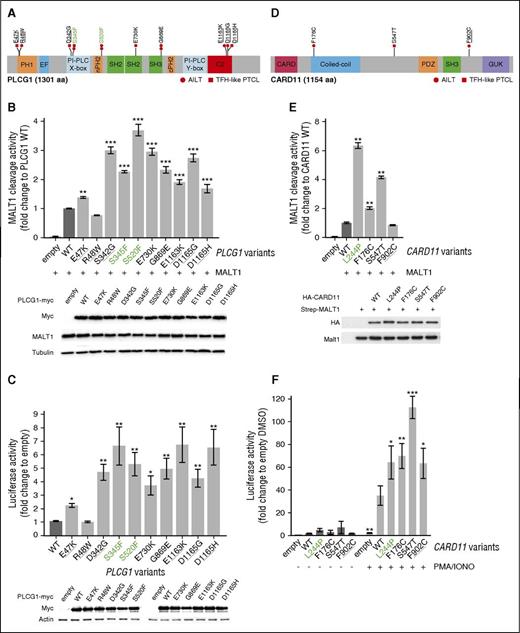 Figure 5. Mapping and functional analysis of PLCG1 variants and CARD11 variants. (A) Schematic representation of PLCG1 protein with mapping of the 10 missense mutations identified in AITL (circles) or TFH-like PTCL (squares) cases. Previously described activating mutations are in green boldface and mutations previously described but not functionally tested are underlined. (B) Monitoring of PLCG1-mediated MALT1 activation via a FRET-based reporter assay. Data are represented as mean ± SEM from 3 independent experiments. Significant differences in activation activity were determined using 1-way ANOVA (**P ≤ .01; ***P ≤ .001). Representative western blot from a MALT1 activation experiment. PLCG1 expression is revealed by anti-Myc tag blotting, whereas MALT1 expression is shown by anti-MALT1 antibody. (C) NFAT luciferase reporter assay monitoring activity of PLCG1 mutants, compared with previously reported activating mutants (green). Data are represented as mean ± SEM from 7 independent experiments. Significant differences in activation activity were determined using 1-way ANOVA (*P ≤ .05; **P ≤ .01). Representative western blot from a luciferase assay experiment. Ectopic myc-tagged PLCG1 expression is revealed by anti-Myc. Anti-Actin blotting serves as loading control. (D) Schematic representation of CARD11 protein with mapping of the 3-point mutations found in 2 AITL (circles) and 1 TFH-like PTCL-NOS (square) patients. A previously described mutation is underlined. (E) Monitoring of CARD11-mediated MALT1 activation via a FRET-based reporter assay. Data are represented as mean ± SEM from 6 independent experiments. Significant differences in activation activity were determined using 1-way ANOVA (*P ≤ .05; **P ≤ .01). The known activating L244P variant (green) was used as a positive control for the experiment. Representative western blot from a MALT1 activation experiment. CARD11 expression is revealed by anti-HA tag blotting, whereas MALT1 expression is shown by anti-MALT1 antibody. (F) NF-κB luciferase reporter assay in Jurkat cells deficient for CARD11 monitoring activity of CARD11 mutants, compared with previously reported activating mutants (green). Data are represented as mean ± SEM from 4 independent experiments. Significant differences in activation activity were determined using 2-way ANOVA (*P ≤ .05; **P ≤ .01; ***P ≤ .001 compared with WT PMA/IONO).