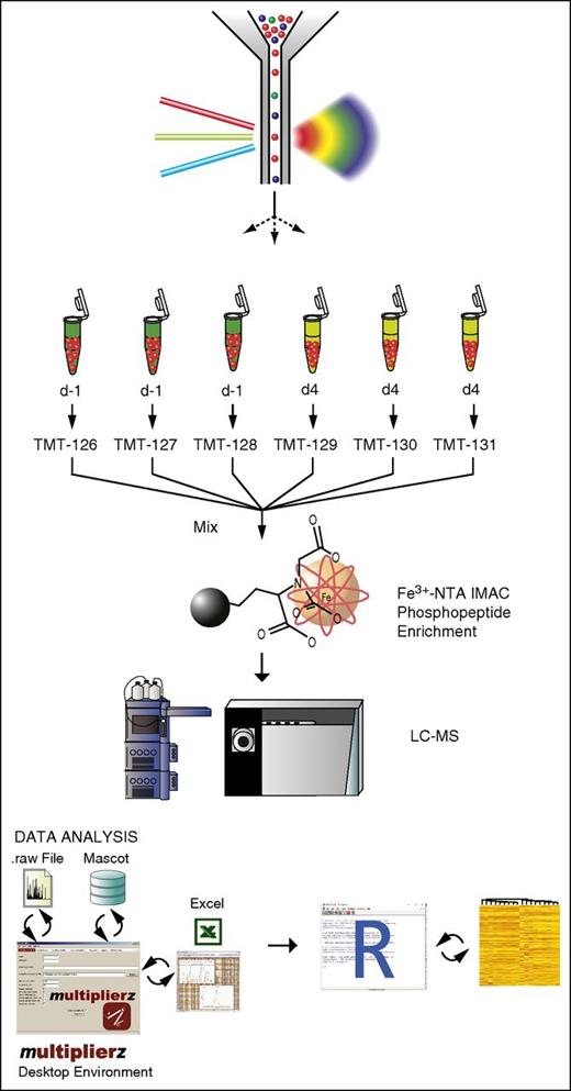 Figure 1. Bioanalytical platform for quantitative interrogation of signaling pathways in HSPCs. Two × 105 highly purified primary murine HSPCs were sorted by flow cytometry, lysed, and trypsin-digested, followed by Fe3+NTA-IMAC phosphopeptide enrichment and isotope labeling with TMT reagents. Phosphopeptides were quantified by fully automated 3-D RP-SAX-RP chromatography, coupled to a ThermoFisher Orbitrap mass spectrometer. Data analysis and visualization was performed using a combination of multiplierz and R scripts. LC-MS, liquid chromatography–MS.