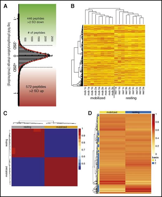 Figure 2. Phosphoproteomic interrogation identifies novel activated protein pathways in primary murine HSPCs. Resting BM (rest) or mobilized (mob) LSK HSPCs were harvested and sorted as described in “Methods.” (A) Comprehensive phosphoproteomic analysis of 2 × 105 primary murine resting or mobilized HSPCs was done in triplicate, and this experiment was repeated 3 times. In total, this analysis identified 15 230 unique phosphopeptides and 4993 phosphoproteins. The phosphopeptide ratios followed a normal distribution and there was not a marked change in total phosphopeptide quantity with mobilization. Overall, 1018 phosphopeptides differed in relative amount by >2 SD between mobilized and resting cells. Of these, 572 phosphopeptide species were >2 SD more abundant in mobilized HSPCs (red), and 446 were >2 SD less abundant (green). Red trace shows Gaussian overlay. (B) Unsupervised hierarchical clustering analysis of all 18 samples demonstrates that mobilization results in durable phosphoproteomic changes in primary murine HSPCs. Mob1/rest1, mob2/rest2, and mob3/rest3 represent individual experiments; a, b, and c denote biological replicates within experiments. Sample phosphoprofiles consistently clustered with other samples in their biologic subgroup (mobilized or resting) and away from samples in the other subgroup, confirming the existence of a durable phosphoproteomic signature of mobilization. (C) NMF of data from all 3 experiments identifies two phosphoproteomic signatures that can be used to segregate mobilized from resting HSPCs. Using the nonsmooth NMF method of Pascual-Montano et al, 1250 iterations were run with a factorization rank of 2 to identify consensus clusters capable of segregating mobilized from resting phosphoprofiles.26 Heatmap shows the degree of concordance between sample groups (top bars) and consensus profiles (left bars). (D) Signature phosphoprotein residues were extracted and then filtered by featurescore to identify phosphoprotein residues most specific to each signature. A mixture expression profile heatmap, which summarizes the relative contribution of each signature to each sample was used to assign signatures, or metagroups (left), to the sample classes (top). A complete list of phosphoprotein residues in each metagroup is provided in supplemental Table 3.