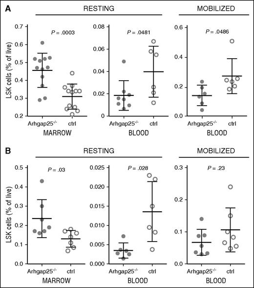 Figure 3. ARHGAP25 deficiency in HSPCs leads to defects in mobilization. Arhgap25−/− mice, obtained from KOMP, were confirmed at the DNA and protein level to be deficient in ARHGAP25 protein (not shown). (A) Mice lacking ARHGAP25 had significantly higher percentages of LSK HSPCs in their BM than controls (left), and lower proportions of HSPCs in their peripheral blood (center), suggesting increased central compartmentalization. This continued to be true after mobilization with Cy/G (right), indicating that ARHGAP25 is required for optimal mobilization. Each dot represents an individual mouse. (B) To confirm that this finding is due to intrinsic activity of ARHGAP25 in hematopoietic cells, Arhgap25−/− BM was transplanted into lethally irradiated recipient mice. After 16 weeks of hematopoietic reconstitution, recipients of Arhgap25−/− marrow were found to have increased percentages of LSK cells in the BM (left) and decreased percentages in the peripheral blood (center), demonstrating that ARHGAP25 function is intrinsic to the hematopoietic system in this context. After Cy/G treatment, diminished mobilization was again seen in recipients of Arhgap25−/− marrow as compared with controls (right). These differences did not reach statistical significance, however, in part because recipients of control marrow reproducibly mobilized far less well than unmanipulated WT mice. Each dot represents an individual mouse. ctrl, control.