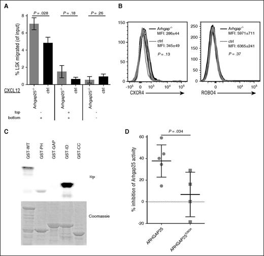 Figure 4. ARHGAP25 moderates CXCL12 signaling and is functionally affected by phosphorylation. (A) ARHGAP25 deficiency strengthens HSPC response to a CXCL12 gradient. HSPCs from Arhgap25−/− or control mice were placed in the top wells of a transwell apparatus with CXCL12 in the bottom well (left), both wells (center), or neither well (right). After 1 hour, transmembrane migration was assessed by flow cytometry as described in “Methods.” Arhgap25−/− HSPCs showed markedly increased migration across a membrane in response to a CXCL12 gradient (left), but not in the absence of a gradient (center, right). Results shown are representative of 3 independent experiments. (B) Arhgap25−/− HSPCs were stained with antibodies to CXCL12 receptors to confirm that the augmented response to CXCL12 in Arhgap25−/− HSPCs was not due to increased cell surface expression of CXCR4 or ROBO4. Shown are representative overlay histograms of CXCR4 (left) or ROBO4 (right) expression on Arhgap25−/− LSKs (black traces) as compared with control LSKs (gray traces). MFIs and SDs are shown, as well as P value. N = 4 for each condition in this experiment, which was performed in triplicate. (C) Phosphorylation of GST-fused full-length (GST-WT) ARHGAP25 and its truncated fragments. Phosphorylation was performed using radiolabeled ATP and neutrophil cytosol as a kinase source, as described in “Methods.” Marked phosphorylation was observed in the full-length protein as well as in the PH and ID regions, whereas phosphorylation of GAP and CC domains was undetectable. (D) Mutation of S363 affects the ability of phosphorylated ARHGAP25 to inactivate Rac. GST-WT ARHGAP25 and GST-mutant (S363A) ARHGAP25 protein were phosphorylated with neutrophil cytosol and nonradiolabeled ATP. GTPase activation effect was measured 5 minutes after co-incubation with GST-Rac by nitrocellulose filter binding assay, as described in “Methods.” ctrl, control; MFI, mean fluorescence intensity.