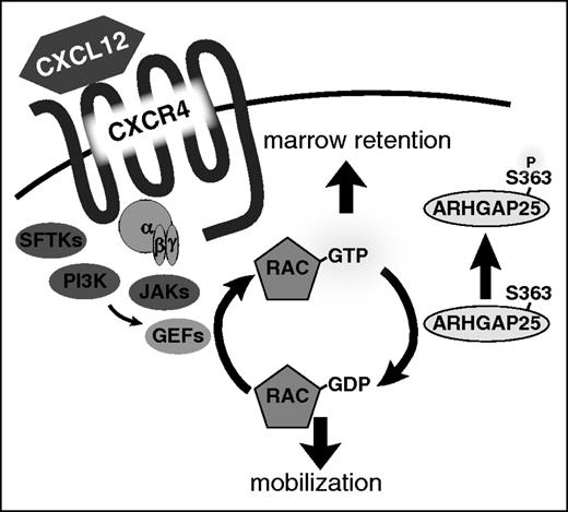 Figure 5. Model of ARHGAP25 function. ARHGAP25 opposes CXCL12-CXCR4 signaling, promoting mobilization by converting GTP(active)-Rac to GDP(inactive)-Rac. Phosphorylation of ARHGAP25 on S363 inhibits its ability to inactivate Rac. GDP, guanosine diphosphate; GEF, guanine nucleotide exchange factor; PI3K, phosphatidylinositol 3-kinase; SFTK, Src family tyrosine kinase.