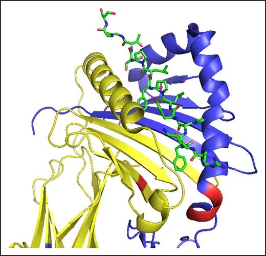 Figure 3. Crystal structure of an HLA-DP2 heterodimer in complex with a self-peptide. The HLA-DPα chain is shown in yellow, and the HLA-DPβ chain is shown in blue. Shown in red is the P1 pocket formed in part by residue 31 of the α chain and residues 85 to 87 of the β chain. The self-peptide filling the gap between the α helices of the heterodimer is shown in green. HLA-DP2 is a heterodimer encoded by DPA1*0103 and DPB1*0201 with M at position 31 of the α chain and GPM at positions 85 to 87 of the β chain. The hydrophobic aromatic side chain of phenylalanine at the P1 anchor position of the peptide projects into the hydrophobic M∼GPM P1 pocket. Substitution of Q for M at position 31 in the α chain would replace a hydrophobic residue with a more hydrophilic residue. This substitution would not alter the overall structure of the heterodimer but would change the P1 anchor residues that fit the pocket and the repertoire of peptides that can be presented. The crystal structure of an HLA-DPB1 heterodimer with a Q∼GPM P1 pocket has not been determined. The structure shown in the figure was rendered with PyMOL (The PyMOL Molecular Graphics System, version 1.7.4.4, Schrödinger, LLC.).