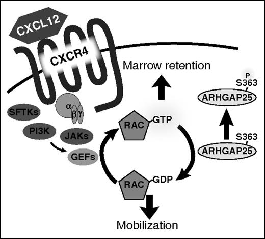 ARHGAP25 acts as a regulator of HSPC mobilization. Phosphorylation of serine 363 modulates ARHGAP25 activity and inhibits the ability of ARHGAP25 to suppress Rac-dependent downstream functions. Inhibition of ARHGAP25 activity leads to an augmentation of CXCL12 signaling and marrow retention. GDP, guanosine diphosphate; GEF, guanine nucleotide exchange factor; GTP, guanosine triphosphate; PI3K, phosphatidylinositol 3-kinase; SFTK, Src family tyrosine kinase. See Figure 5 in the article by Wang et al that begins on page 1465.