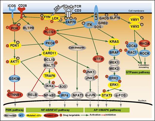 Mutated genes involved in TCR costimulation or intracellular signaling. Positive and inhibitory interactions are depicted as solid green and red arrows, respectively. The protein symbols of mutated genes appear inside colored ovals depending on the frequency of mutation (yellow, <5%; red, >5%). Those of wild-type (WT) genes appear in blue ovals, and not-sequenced genes are in gray. PI3K, phosphatidylinositol 3-kinase. See Figure 2 in the article by Vallois et al that begins on page 1490.