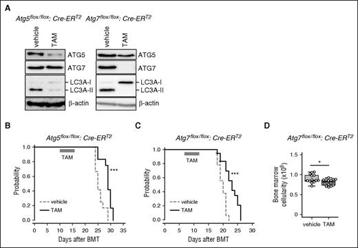 Figure 1. Retarded progression of MLL-ENL–induced murine leukemia caused by autophagy deficiency. (A) Protein levels of ATG5, ATG7, and LC3A were assessed by western blot analysis in BM cells isolated from MLL-ENL leukemic mice at day 18 post-BMT. β-actin was used as a loading control. (B-C) Kaplan-Meier curves represent vehicle- or TAM-treated Atg5flox/flox:Cre-ERT2 (n = 12 each) and Atg7flox/flox:Cre-ERT2 (n = 15 each) MLL-ENL leukemic mice. The P value was calculated by a log-rank test. (D) BM cellularities of vehicle- and TAM-treated Atg7flox/flox:Cre-ERT2 leukemic mice are shown (n = 13). The box depicted in the upper and lower quartiles, and the median, are signified by thick lines within the box. The whiskers represent maximum or minimum data within the 1.5× interquartile range from the top or the bottom of the box, respectively. Each circle represents an individual animal. *P < .05; ***P < .001. All results except for western blotting are pooled data from at least 3 independent experiments with 1 to 4 animals per experiment.