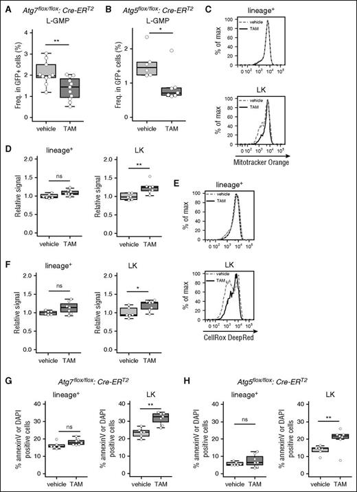 Figure 2. Induction of cell death, associated with activated mitochondria and ROS production, is reduced in LICs by Atg7 deletion. Collective data indicating the frequencies of L-GMP cells from vehicle-treated (n = 10) or TAM-treated (n = 11) Atg7flox/flox:Cre-ERT2 MLL-ENL leukemic mice (A) and vehicle-treated (n = 6) or TAM-treated (n = 7) Atg5flox/flox:Cre-ERT2 MLL-ENL leukemic mice (B). (C) Representative flow cytometric analysis of mitochondrial activity in lineage+ and LK cells from vehicle- or TAM-treated Atg7flox/flox:Cre-ERT2 MLL-ENL leukemic mice. (D) Collective data of relative signal level of Mitotracker Orange in lineage+ and LK cells from vehicle-treated (n = 6) or TAM-treated (n = 7) Atg7flox/flox:Cre-ERT2 MLL-ENL leukemic mice. Relative signal represents geometric mean fluorescent intensity (MFI) of each sample divided by the average MFI from all vehicle samples. (E) Representative flow cytometric analysis of ROS levels in lineage+ and LK cells from vehicle- or TAM-treated Atg7flox/flox:Cre-ERT2 MLL-ENL leukemic mice. (F) Collective data of relative signal levels of CellRox DeepRed in lineage+ and LK cells from vehicle-treated (n = 6) or TAM-treated (n = 7) Atg7flox/flox:Cre-ERT2 MLL-ENL leukemic mice. (G) Boxplot of the frequencies of annexin-V+ or DAPI+ cells from vehicle-treated (n = 6) or TAM-treated (n = 7) Atg7flox/flox:Cre-ERT2 MLL-ENL leukemic mice. (H) Boxplot of the frequencies of annexin-V+ or DAPI+ cells from vehicle-treated (n = 6) or TAM-treated (n = 7) Atg5flox/flox:Cre-ERT2 MLL-ENL leukemic mice. *P < .05; **P < .01. All results represent pooled data from at least 3 independent experiments with 2 to 4 animals per experiment.