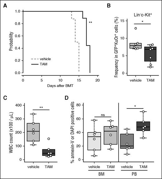 Figure 6. Requirement for autophagy in leukemia progression, stem cell maintenance, and PB leukemia cell survival in a murine CML-BC model. (A) Kaplan-Meier curves representing vehicle-treated (n = 9) and TAM-treated (n = 9) Atg7flox/flox:Cre-ERT2 CML-BC mice. The P value was calculated by a log-rank test. (B) Frequencies of LIC fractions (GFP+KusabiraOrange+Lineage−c-Kit+) in BM from vehicle-treated (n = 6) or TAM-treated (n = 7) Atg7flox/flox:Cre-ERT2 CML-BC mice were determined by flow cytometric analysis. (C) WBC counts in PB from vehicle- or TAM-treated Atg7flox/flox:Cre-ERT2 CML-BC mice at day 14 after BMT were plotted (n = 6 per group). (D) Frequencies of annexin-V+ or DAPI+ cells in c-Kit−CD11b+ cells in BM or PB from vehicle- or TAM-treated Atg7flox/flox:Cre-ERT2 CML-BC mice were plotted (n = 6 per group). *P < .05; **P < .01. All results represent pooled data from at least 3 independent experiments with 2 to 3 animals per experiment.