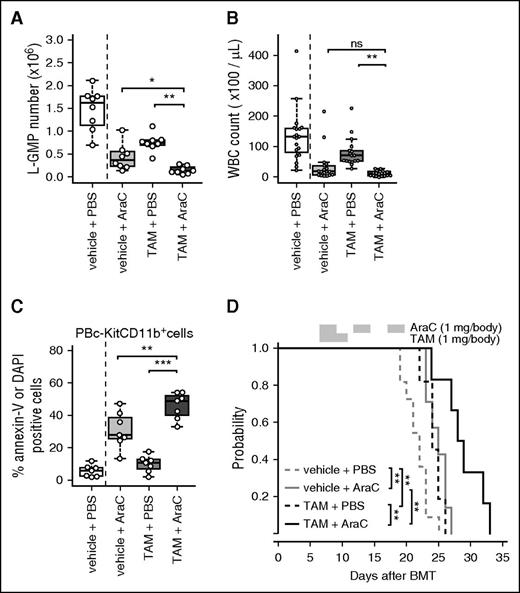 Figure 7. Combinatorial effect of AraC treatment and Atg7 deletion in MLL-ENL leukemic mice. (A) Kaplan-Meier curves of Atg7flox/flox:Cre-ERT2 MLL-ENL leukemic mice treated with vehicle or TAM in combination with PBS or AraC (n = 6-11 mice per group). The P value was calculated by a log-rank test. (B) L-GMP numbers in GFP+ BM MLL-ENL cells were plotted (n = 8 per group). (C) WBC counts in PB from Atg7flox/flox:Cre-ERT2 MLL-ENL mice receiving vehicle + PBS (n = 19), vehicle + AraC (n = 18), TAM + PBS (n = 17), and TAM + AraC (n = 19) were plotted. (D) Frequencies of annexin-V+ or DAPI+ cells in c-Kit−CD11b+ PB from Atg7flox/flox:Cre-ERT2 MLL-ENL mice receiving vehicle + PBS (n = 6), vehicle + AraC (n = 7), TAM + PBS (n = 7), and TAM + AraC (n = 7) were plotted. Multiple comparisons were performed by analysis of variance followed by a Student t test, adjusting for multiple testing using Holm's step-down method. **P < .01; *** P < .001. All results represent pooled data from at least 2 independent experiments with 1 to 2 animals per experiment.