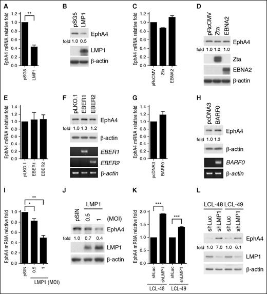 Figure 2. EphA4 is downregulated by LMP1. (A-H) EBV− TW01 cells were transfected with plasmids harboring the EBV viral genes LMP1, Zta, EBNA2, EBER1, EBER2, and BARF0. Total RNAs and protein lysates were obtained from each transfectant at day 3 posttransfection. (A, C, E, G) EphA4 transcripts were detected by RT-Q-PCR. EphA4 mRNA-relative folds were normalized to internal control GAPDH and then standardized with vector controls. (Top panels of B, D, F, H) Total proteins were harvested from the vector control and each transfectant. EphA4 protein-relative folds were normalized to internal control β-actin and standardized with vector controls. Expression levels of LMP1, Zta, EBNA2, and β-actin protein were estimated by western blotting. (Bottom panels of F and H) The EBER1, EBER2, BARF0, and β-actin transcripts were analyzed by RT-PCR. (I-J) EBV− BJAB cells were infected with LMP1-expressing lentivirus at MOI 0.5 or 1. The expression levels of EphA4 mRNA were determined by RT-Q-PCR. EphA4 mRNA-relative folds were normalized to internal control GAPDH and then standardized with the pSIN vector control. (J) EphA4, LMP1, and β-actin were detected by western blotting. EphA4 protein-relative folds were normalized to internal control β-actin and then standardized with pSIN vector control. (K-L) Knockdown of LMP1 in LCLs was performed by lentiviral transduction at the MOI of 1 for 5 days and infected cells were selected with 2 µg/mL puromycin for 2 days. (K) Expression levels of EphA4 mRNA were measured by RT-Q-PCR. EphA4 mRNA-relative folds were normalized to internal control GAPDH and then standardized with vector control shLuc. (L) EphA4, LMP1, and β-actin were determined by western blotting. EphA4 protein-relative folds were normalized to β-actin and then standardized with vector control shLuc (*P < .05; **P < .01; ***P < .001, Student t test).