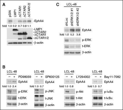Figure 3. The ERK pathway is critical for LMP1 mediation of EphA4 downregulation. (A) BJAB cells were infected with pSIN-, LMP1-, ΔCTAR1-, ΔCTAR2-, or ΔCTAR1/2-expressing lentiviruses for 5 days. EphA4, LMP1, and β-actin were detected by western blotting. EphA4 protein-relative folds were normalized to β-actin and standardized with pSIN vector control. (B) LCLs were treated with 20 μM PD98059, SP600125, LY294002, or 2.5 μM Bay11-7082 for 48 hours. EphA4, phosphorylated (p-) and total (t-) proteins of ERK, JNK, Akt, and IkBα were determined by western blotting. β-actin served as an internal control. EphA4 protein-relative folds were normalized to β-actin and standardized with dimethylsulfoxide solvent control. (C) Knockdown of ERK1/2 in LCLs achieved using a lentivirus expressing shERK1 plus shERK2 for 3 days. Infected cells were selected with 2 µg/mL puromycin for 2 days. EphA4, phospho-ERK, total ERK proteins were then determined by western blotting. EphA4 protein-relative folds were normalized to β-actin and standardized with vector control shLuc.