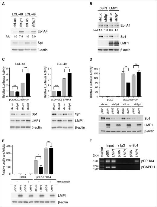 Figure 4. Sp1 is the key suppressor of LMP1-hampered EPHA4 promoter activity. (A) LCLs were infected with an shSp1-expressing lentivirus for 5 days and the infected cells were selected with 2 µg/mL puromycin for 2 days. EphA4, Sp1, and β-actin expression levels were detected by western blotting. EphA4 protein-relative folds were normalized to β-actin and standardized with vector control shLuc. (B) BJAB cells were infected simultaneously with LMP1 and shSp1-expressing lentiviruses for 3 days and infected cells were selected with 2 µg/mL puromycin for 2 days. EphA4, Sp1, LMP1, and β-actin were determined by western blotting. EphA4 protein-relative folds were normalized to β-actin and standardized with pSIN plus shLuc controls. (C) LCLs were coinfected with shSp1 and GFP-tagged EPHA4 promoter (−1000 ∼ +42)-expressing lentiviruses for 3 days and then the infected cells were selected with 2 µg/mL puromycin for 2 days. EphA4-relative luciferase activity was first normalized to GFP, followed by standardization with the vector pCDHGL3 (***P < .001, Student t test). Sp1, LMP1, and internal control β-actin were analyzed by western blotting (bottom panel). (D) TW01 cells were infected with an shSp1-expressing lentivirus for 3 days and the infected cells were selected with 2 µg/mL puromycin for 2 days. The Sp1-knockdown TW01 cells were cotransfected with LMP1 plasmid or its vector control pSG5, combined with reporter plasmids EPHA4 promoter (−1000 ∼ +42) or vector control pGL3 and internal control pEGFPC1 plasmids for 2 days. EphA4-relative luciferase activity was first normalized to GFP, followed by standardization with the control vector pGL3 (**P < .01, Student t test). Expression of Sp1, LMP1, and β-actin proteins was analyzed by western blotting (bottom panel). (E) TW01 cells were cotransfected with LMP1 or pSG5 plasmids, reporter plasmids of pGL3 vector control or EPHA4 promoter (−1000 ∼ +42) and internal control pEGFPC1 plasmids. Twenty-four hours posttransfection, 500 nM mithramycin was added to the cells for another 24 hours. EphA4-relative luciferase activity was determined as described previously (*P < .05, Student t test). Expression levels of LMP1 and β-actin were measured by western blotting (bottom panel). (F) BJAB cells were transduced with pSIN- or LMP1-expressing lentiviruses for 5 days and a chromatin immunoprecipitation assay was performed as described previously. DNA-protein complexes were immunoprecipitated using anti-Sp1 Ab or isotype control rabbit immunoglobulin G (IgG). EPHA4 promoter and control GAPDH promoter DNA were detected in the immunoprecipitates by PCR. Total DNA was harvested from BJAB cells and used as the input control.