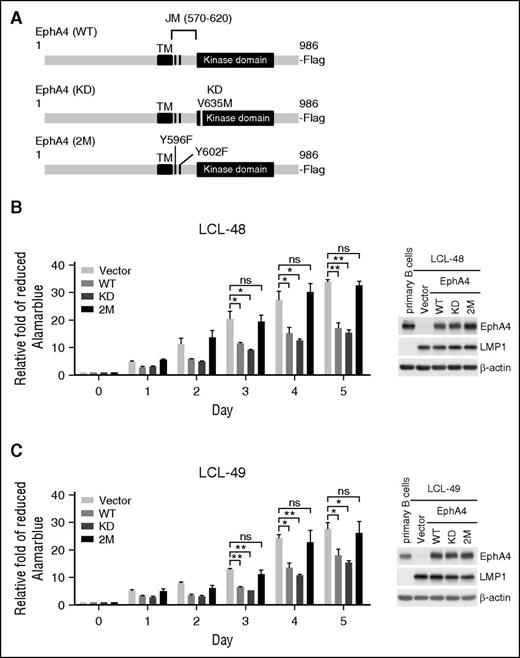 Figure 5. The EphA4 JM domain is required for preventing LCL proliferation. (A) Flag-tagged EphA4 WT, KD (kinase dead with V653M), and 2M (JM region mutant with 2 tyrosine auto-phosphorylation sites Y569F and Y602F) expression plasmids for lentivirus packaging were illustrated. (B-C) LCLs from 2 donors were infected with EphA4 WT, mutants, or vector control-expressing lentiviruses for 2 days and then reseeded at 1 × 104 cells per well in 96-well plates for 5 days. Cell proliferation assays were measured by AlamarBlue reduction. Relative folds of proliferation were standardized with vector controls (*P < .05; **P < .01, Student t test). Total proteins were obtained from primary B cells and LCLs expressing WT and mutant forms of EphA4 at day 5 postreseeding. EphA4, LMP1, and β-actin expression levels were detected by western blotting (right panel). β-actin served as an internal control. ns, no significance.