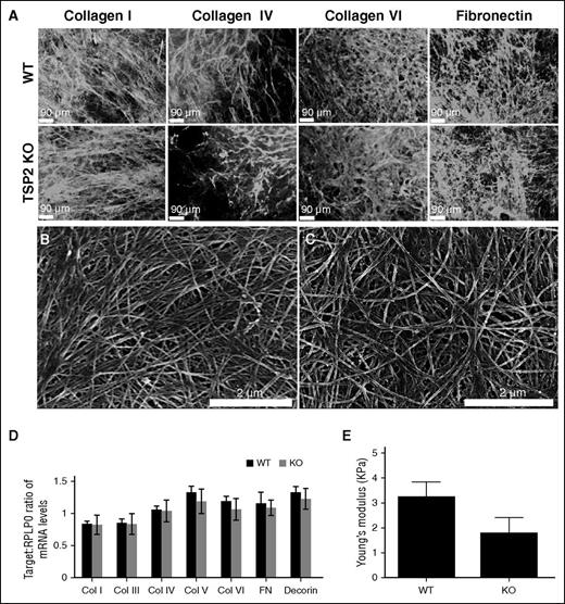 Figure 3. Analysis of protein expression, deposition, and ECM mechanical properties. (A) Representative images of immunofluorescence detection of several ECM components in DF-derived decellularized WT and TSP2 KO ECM (Zeiss). (B-C) Representative SEM images of WT (B) and TSP2 KO (C) decellularized ECM deposited on tissue-culture plastic. Collagen fibril arrangement appeared less aligned in the latter (Hitachi). (D) PCR analysis of several ECM proteins expressed by WT and TSP2 KO DFs revealed similar levels of expression. (E) Determination of ECM Young Modulus by AFM. A 2-μm bead affixed to the end of an AFM cantilever was used to perform nanoindentation studies on WT and TSP2 KO ECM. After force curves were collected, Young Modulus was determined using NanoScope Analysis software. n = 8. Col, collagen.