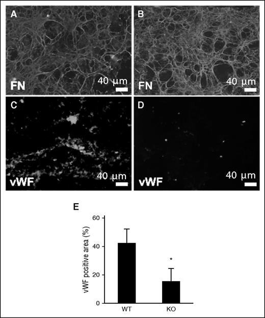 Figure 5. Reduced interaction of VWF with TSP2 KO derived ECM. DFs from WT (A, C) and TSP2 KO mice (B, D) mice were cultured for 10 days and then removed by decellularization. ECMs were then exposed to plasma under flow (15 dynes/cm2) for 15 minutes. (A-B) Immunofluorescence detection of FN (green color) revealed retention of the ECM at the conclusion of the experiment. (C-D) VWF accumulation on ECM was detected by immunofluorescence (green color) (Zeiss). Interaction with TSP2 KO ECM (D) was minimal in comparison with WT (C) and this was confirmed by image analysis using ImageJ (E). n = 3; *P < .05