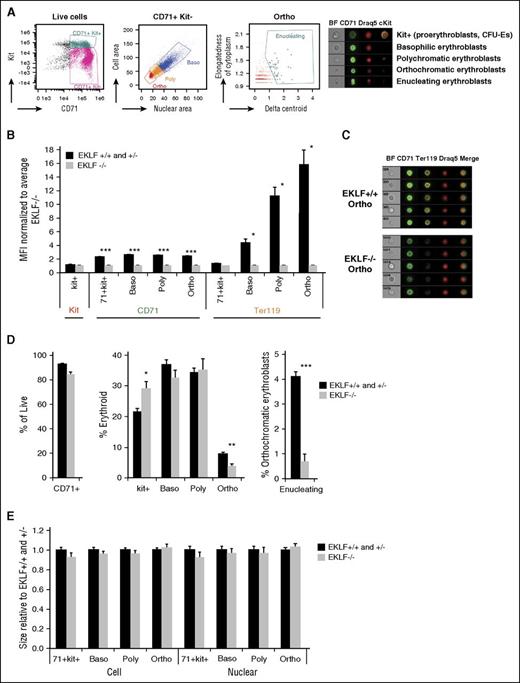 Figure 2. Imaging flow cytometry analyses in E13.5 fetal livers reveals 2 main blocks in erythropoiesis: one in Kit+ cells and the other in orthochromatic erythroblasts. (A, left) Gating strategies (of wild-type cells) used for imaging flow cytometry to quantitate Kit+ cells and progressive stages of terminal differentiation (for a more complete gating strategy, see supplemental Figure 1). Cells were stained with CD71, Kit, and DRAQ5/DAPI nuclear stain. BF indicates bright field images. (Right) Representative images of Kit+ (CFU-Es and proerythroblasts), basophilic (baso), polychromatic (poly), orthochromatic (ortho), and enucleating erythroblasts obtained using imaging flow cytometry. (B) Quantitation of median fluorescence intensity (MFI) of Kit, CD71, and Ter119 staining in Eklf−/− fetal livers (n = 4 for kit and CD71; n = 2 for Ter119) normalized to Eklf+/+ and Eklf−/− (n = 8 for kit and CD71; n = 3 for Ter119). Ter119 expression is drastically reduced in Eklf−/− erythroblasts during terminal differentiation. (C) Representative Eklf+/+ and Eklf−/− orthochromatic erythroblasts identified by imaging flow cytometry show the absence of Ter119 in Eklf−/− cells. CD71 is in green, Ter119 in yellow, and DRAQ5 in red. (D) Alterations in relative proportions of live cells, erythroid cells that are Kit+, and progressive stages of terminal differentiation (basophilic, polychromatic, orthochromatic erythroblasts, and percentage of orthochromatic erythroblasts that were enucleating) were quantified using imaging flow cytometry for Eklf+/+ and Eklf+/− (n = 8), and Eklf−/− (n = 4) E13.5 fetal liver cells. (E) Relative cell size (using CD71 area) and nuclear size (using DRAQ5/DAPI DNA stain area) of Eklf−/− cells normalized to Eklf+/+ and Eklf+/− at progressive stages of differentiation. No significant differences were found between biological replicates of Eklf+/+ and Eklf+/− fetal livers (n = 8) vs Eklf−/− fetal livers (n = 4). *P < .05, **P < .001, ***P < .0001.