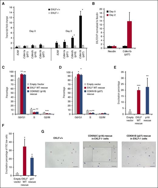 Figure 5. Reexpression of p18/p27 rescues cell cycle defect and enucleation in Eklf−/− ex vivo cultures. (A) qRT-PCR of cell cycle genes before (day 0) and after (day 2) erythroid differentiation of Eklf+/+ and Eklf−/− ESRE cultures (n = 3). p18, a previously characterized EKLF target, and p27, a novel EKLF target, were significantly downregulated at day 2 in Eklf−/− cells compared with Eklf+/+ cells. (B) EKLF chromatin immunoprecipitation performed before (day 0) and after (day 2) erythroid differentiation of Eklf+/+ ESRE culture (technical replicate; n = 3) shows that EKLF binds to Cdkn1b (p27) gene specifically during terminal differentiation, indicating that Cdkn1b is a novel direct target of EKLF. (C) Eklf−/− ESREs were retrovirally transduced with Empty vector, EKLF wild-type, or CDKN2C (p18) constructs as indicated. Cells were stained with DRAQ5, and cell cycle flow cytometric analysis was performed at day 3 of erythroid differentiation. Cell cycle defects are rescued in CDKN2C (p18) transduced cells (n = 3). (D) Eklf−/− ESREs were retrovirally transduced with Empty vector, EKLF wild-type, or CDKN1B (p27) construct as indicated. Cells were stained with DRAQ5, and cell cycle flow cytometric analysis was performed at day 3 of erythroid differentiation. Cell cycle defects are rescued in CDKN1B (p27) transduced cells (n = 3). (E) Quantification of enucleation percentage from biological replicates (n = 3) reveals robust rescue of enucleation in CDKN2C (p18) transduced cells. (F) Quantification of enucleation, gated among FSC low cells, at day 3 of differentiation from biological replicates (n = 3) demonstrates a partial rescue of enucleation in CDKN1B (p27) transduced cells. (G) MGG staining of enucleated cells that were sorted for Eklf+/+, p18, or p27 transduced Eklf−/− ESRE cultures at day 3 of differentiation. Scale bars correspond to 50 µm length. Original magnification ×40. Data for p18 are a composite image. *P < .05, **P < .01, ***P < .001.