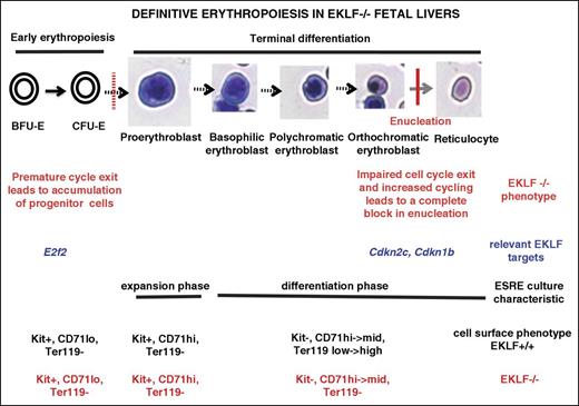 Figure 6. Model of the 2-stage block in erythropoiesis in Eklf−/− definitive erythroid cells. The first block, as described previously,16,18,19 occurs during early erythropoiesis and causes an increased proportion of erythroid progenitor cells and inefficient entry into terminal differentiation. This is attributed to premature cell cycle exit due to reduced levels of E2F2. The cells that escape the first block proceed into terminal differentiation, reaching the orthochromatic erythroblast stage where they undergo a second block leading to an absence of enucleation. This latter block is due to impaired cell cycle exit and an increased proportion of orthochromatic erythroblasts in S phase as a result of reduced levels of p18 (Cdkn2c) and p27 (Cdkn1b). Restoring the levels of p18 or p27 in Eklf−/− cells rescues the cell cycle defects and restores enucleation. A novel aspect that is critical for understanding terminal erythroid differentiation is that the 2-stage block in cell cycle follows from almost diametrically opposed control deficits: the first results in a premature cell cycle exit leading to impaired entry into terminal differentiation, but the second at the orthochromatic erythroblast stage results in impaired cell cycle exit, yielding late-stage erythroblasts still in S phase that are not able to enucleate.