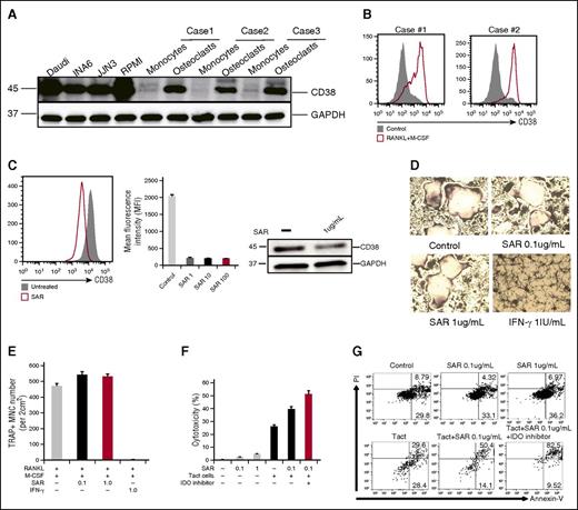 Figure 6. The impact of anti-CD38 Ab on OC differentiation from CD14-purified monocytes ex vivo. (A) CD38 was examined by immunoblotting in indicated cells. (B) CD38 expression was examined by flow cytometry during osteoclastogenesis. (C) Purified CD14+ monocytes were cultured with RANKL and M-CSF in 10% FBS RPMI 1640 medium for 7 days, followed by the addition of anti-CD38 mAb (SAR, 1, 10, 100 μg/mL) into the medium for an additional 7 days. At day 14, CD38 expression on OCs was examined by flow cytometry and immunoblotting. (D-E) CD14+ monocytes were cultured with RANKL/M-CSF in 10% RPMI medium for 7 days, and then SAR (0.1, 1 μg/mL) or IFN-γ (20 IU/mL) were added for an additional 7 days followed by TRAP staining to determine TRAP+ MNC ( >3 nuclei). (F-G) After CD14+ monocytes were stimulated with RANKL and M-CSF for 14 days, SAR, activated autologous T cells (Tact), and IDO inhibitor were added. After 3 days, cytotoxicity was evaluated by measuring LDH activity in supernatants. OCs were stained with Annexin V/PI and analyzed by flow cytometry. MNC, multinucleated cells; PI, propidium iodide.