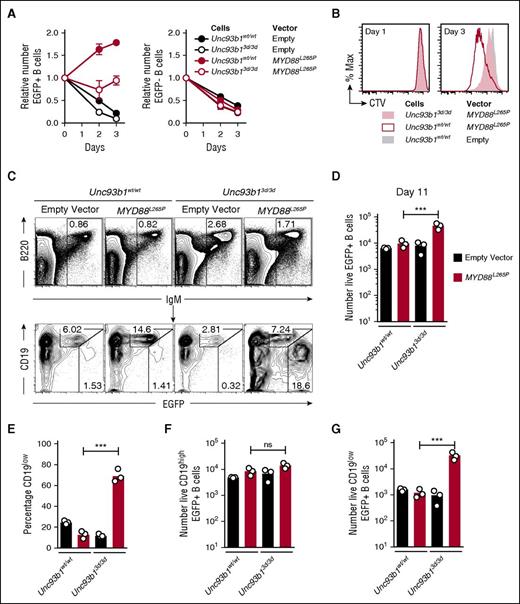 Figure 1. Unc93b13d/3d mutation paradoxically increases accumulation of CD19low MYD88L265P B cells in vivo. (A) Anti-IgM plus anti-CD40 activated Unc93b1wt/wt or Unc93b13d/3d B cells were transduced with the indicated vectors that also encoded EGFP, washed, and cultured in triplicate without mitogen (day 0) for 3 days. Mean and standard deviation number of EGFP+ (left) and EGFP− (right) cells were compared with the starting number on day 0 of the culture. Data are representative of 3 independent experiments. (B) Cell division measured by cell trace violet (CTV) dilution on days 1 and 3 of culture without antigen or CD40 stimulation, gated on EGFP+ cells expressing the indicated vectors. (C) Flow cytometric analysis of the spleens of Rag1−/− recipient mice 11 days after transplantation of transduced B cells. Plots show concatenated data from 3 recipients per treatment: B220 vs IgM plots show the mean percentage of live spleen lymphocytes falling within the indicated IgM+ B-cell gate; CD19 vs EGFP plots are gated on the IgM+ B cells and show the percentage of EGFP-expressing cells with either high or low levels of CD19 expression. (D) Total number of live EGFP+ cells in the spleen of each recipient mouse. (E) Percentage of CD19low cells among live EGFP+ cells in the spleen of each recipient mouse. Total number of live CD19high EGFP+ (F) and CD19low EGFP+ (G) cells in the spleen of each recipient mouse. Data are representative of 3 independent experiments. Statistical analysis by unpaired Student t-test. ***P < .001.