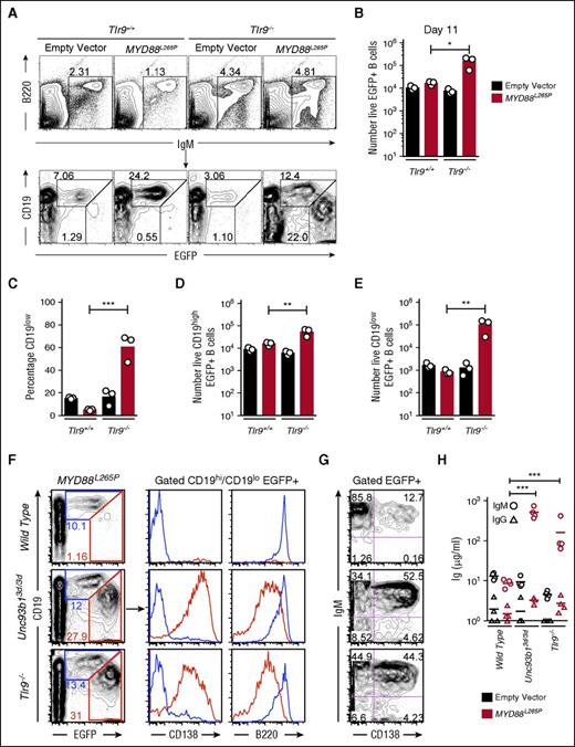 Figure 2. Tlr9 deficiency equally increases MYD88L265P B-cell proliferation and differentiation into IgM plasmablast in vivo. (A) Flow cytometric analysis of the spleens of Rag1−/− recipient mice 11 days after transplantation of transduced B cells. Plots show concatenated data from 3 recipients per treatment: B220 vs IgM plots show the mean percentage of live spleen lymphocytes falling within the indicated IgM+ B-cell gate; CD19 vs EGFP plots are gated on the IgM+ B cells and show the percentage of EGFP-expressing cells with either high or low levels of CD19 expression. (B) Total number of live EGFP+ cells in the spleen of each recipient mouse. (C) Percentage of CD19low cells among live EGFP+ cells in the spleen of each recipient mouse. Total number of live CD19high EGFP+ (D) and CD19low EGFP+ (E) cells in the spleen of each recipient mouse. Data are representative of 3 independent experiments. (F) Flow cytometric analysis as performed in panel A; plots show concatenated data from 4 recipients per treatment: CD19 vs EGFP plots are gated on live cells and show the percentage of EGFP expressing cells with either high or low levels of CD19 expression; histograms display CD138 and B220 expression and are gated on either CD19high or CD19low EGFP+ cells. (G) Plots show CD138 and IgM expression on live EGFP+ cells as analyzed in panel F. (H) Sera IgM and IgG measured by ELISA from groups of Rag1−/− recipient mice on the day of flow cytometric analysis. Statistical analysis by unpaired Student t-test. *P < .05; **P < .01; ***P < .001.