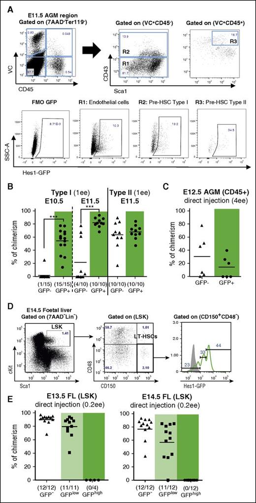 Figure 2. Notch activity decreases during HSC maturation. (A) Expression of Hes1-GFP in endothelial cells (VC+CD45−CD43−; gate R1), pre-HSC type I (VC+CD45−CD43+; gate R2), and pre-HSC type II (VC+CD45+CD43+Sca1+; gate R3) defined by flow cytometry in the E11.5 Hes1-GFP+ AGM region. FMO GFP control (FMO control) was performed with wild-type cells. (B) Pre-HSCs type I are mainly Hes1-GFP+, whereas pre-HSCs type II reside in both the GFP− and GFP+ fraction. VC+CD45− (Pre-HSC type I) and VC+CD45+ (pre-HSC type II) cells were sorted from E10.5 and E11.5 AGM based on Hes1-GFP expression, coaggregated with OP9 cells and transplanted after culture (1 ee per recipient); n = 3. Levels of engraftment are plotted and number of repopulated vs total number of transplanted mice are shown in brackets (***P < .005, Mann-Whitney U test). (C) AGM dHSCs reside in both Hes1-GFP+ and Hes1-GFP− populations. CD45+ cells were sorted from E12.5 AGM based on Hes1-GFP expression and directly transplanted into irradiated mice (4 ee per recipient); n = 2. (D) Expression of Hes1-GFP in E14.5 fetal liver dHSCs, phenotypically defined by Lin−cKit+Sca1+CD48−CD150+. Gray histogram: Hes1-GFP− control. (E) Fetal liver (FL) HSCs reside in the GFP−/low fraction. LSK populations were sorted based on Hes1-GFP expression from E13.5 and E14.5 fetal liver and directly transplanted into irradiated mice; (0.2 ee per recipient); n = 2. LSK, Lin−Sca+cKit+; LT-HSC, long-term HSC; SSC-A, side scatter.