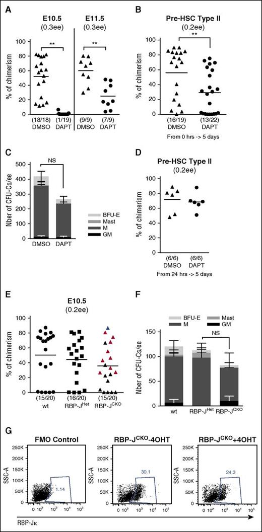 Figure 4. Notch signaling is required for pre-HSC development. (A) DAPT treatment completely prevents HSC development in E10.5 AGM, but has a milder effect at E11.5. E10.5 (n = 2) and E11.5 (n = 2) explants were cultured for 5 days without cytokines in the presence of dimethyl sulfoxide (DMSO) or 50 μM DAPT. At the end of the culture, the explants were dissociated and injected into irradiated mice (0.3 ee per mouse); **P < .01, Mann-Whitney test. (B) DAPT treatment disrupts pre-HSC type II maturation. E11.5-sorted VC+CD45+ cells (pre-HSC type II) were coaggregated with OP9. After 5 days of culture with cytokines in presence of DMSO or 50 μM DAPT, the reaggregates were dissociated and injected into irradiated mice (0.2 ee per mouse); n = 3, **P < .01, Mann-Whitney test. (C) DAPT treatment does not affect CFU-C development. E10.5 explants were cultured for 5 days without cytokines in presence of DMSO or 50 μM DAPT. After culture, the development of hematopoietic progenitors (CFU-C) was assessed by performing a colony-forming assay. Bars represent the average number of CFU-Cs per ee and standard errors (n = 3). (D) DAPT does not affect pre-HSC type II maturation into HSCs when added after 24 hours of culture. E11.5-sorted Hes1-GFP+ pre-HSCs type II were cultured for 24 hours prior to addition of DMSO or DAPT. After a subsequent 4 days in culture, the cells were injected into irradiated mice (0.2 ee per mouse); n = 2. (E) Conditional deletion of RBP-Jκ in the E10.5 AGM region. E10.5 RBP-JCKO, RBP-JHet, and wild-type (wt) AGM cells were dissociated, treated individually with 4-OHT for 2 hours, and then cultured as reaggregates without OP9 and without cytokines for 5 days before transplantation. The red triangles represent the recipients whose bone marrow contained RBP-JΔ/Δ dHSCs and showed T-cell phenotype; the blue triangle represents the mouse repopulated with RBP-Jflox/Δ dHSCs (normal T-cell development); black triangles represent recipients whose bone marrow was not analyzed further (0.2 ee per mouse). (F) Numbers of CFU-Cs per ee in E10.5 RBP-JCKO (CKO), RBP-JHet (Het), and WT AGM after culture (4, 3, and 4 embryos, respectively; standard errors are shown). (G) Presence of RBP-Jκ protein after induction of the deletion. E10.5 RBP-JCKO AGM was dissociated and divided into 2 parts, 1 was treated with 4-OHT and the other with methanol (4-OHT vehicle) for 2 hours at 37°C. Twenty-four hours after induction, the presence of RBP-Jκ protein was analyzed by flow cytometry. The dot plots are representative of 4 different AGMs, gated on live cells (EMA−). BFU-E, blood-forming unit-erythrocyte; GM, granulocyte-macrophage; M, macrophage; Mast, mast colonies.
