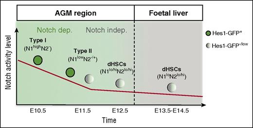 Figure 6. Model. In the E10.5 AGM region, Hes1-GFP is expressed in all functional pre-HSCs type I, demonstrating that the Notch pathway is activated in these cells. Notch1 is the main receptor at this stage; later on, Notch2 is upregulated during the pre-HSC type I to pre-HSC type II transition. Although both Notch1 and Notch2 are expressed in maturing pre-HSCs and dHSCs, Notch activity decreases because some pre-HSCs and dHSCs at E11.5 and E12.5, respectively, become Hes1-GFP−. Functional analysis showed that Notch activity is essential during the first steps of pre-HSC development. However, the decrease of Notch activity is accompanied by a progressive loss of Notch dependency, as some E11.5 pre-HSCs can complete development in the absence of Notch. In the fetal liver, HSCs either fully lack Notch activity or exhibit it at a low level, despite the presence of both Notch161,76 and Notch2 at their surface.