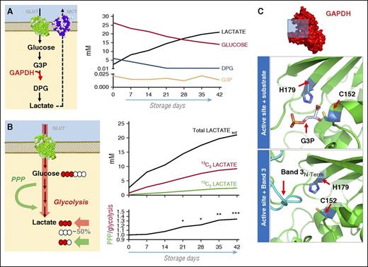 Figure 1. Oxidative modulation of glucose metabolism during RBC storage. (A) Metabolic analysis of glycolytic intermediates in AS-3 RBCs from storage day 1 to storage day 42. Despite ongoing glycolysis, as illustrated by lactate accumulation, glyceraldehyde 3-phosphate and diphosphoglycerate reach steady-state levels by storage days 14-21. (B) Metabolic flux analysis was performed by spiking 11 mM 13C1,2,3-glucose (in addition to the 55 mM dextrose in AS-3 formula) into RBC concentrates at day 0. The isotopologues +3 or +2 of lactate accumulate proportionally to glucose catabolic fluxes through the Embden-Meyerhof glycolytic pathway or through the PPP, respectively. The first carbon atom of glucose is lost in the form of CO2 during metabolism through the oxidative phase of the PPP. Metabolic fluxes were determined in lactate, and absolute quantitation of total lactate and isotopologues was performed directly against spiked in 13C1-lactate (upon correction for 3.3% natural abundance) and indirectly by determining the percentage of labeled lactate in total lactate, quantified through classic spectrometric approaches. PPP to glycolysis ratios were determined by dividing lactate isotopologues (+2/+3) at each tested time point (2-42, on a weekly basis). (C) An overview of the GAPDH monomer structure (pdb ID: 3GPD) is shown. Structural models of the enzyme active site pocket, highlighting Cys152 and His179 are shown in presence of the substrate glyceraldehyde 3-phosphate or the N-term cytosolic domain of band 3 (PDB ID:3BTB), in agreement with Eisenmesser and Post.23