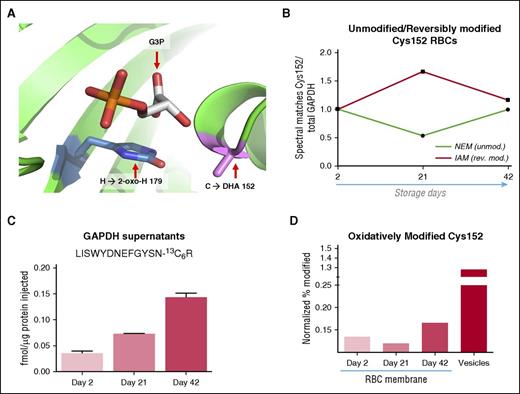 Figure 3. Oxidation of functional GAPDH residues and GAPDH vesiculation into supernatants. (A) A structural representation of GAPDH active site pocket, with Cys152 and His179 modified as to show 2 confidently assigned redox modifications (Cys to DHA; His to 2-oxo-His). (B) Ratios of NEM-tagged or IAM-tagged Cys152 (green and red continuous lines, respectively) vs total spectral matches for GAPDH in total RBC extracts at storage days 2, 21, and 42. Results represent a readout of unmodified or reversibly modified Cys152 GAPDH at lysis, respectively. (C) Absolute quantitation of GAPDH in stored RBC supernatants through QconCAT analysis. (D) Semiquantitative determination of oxidative modifications to Cys152 of GADPH are shown, calculated by determining the ratios of modified/total occurrences of confidently observed (P < .05) GAPDH peptide IISNASCTTNCLAPLAK, divided by the total number of all peptides confidently assigned for GAPDH.