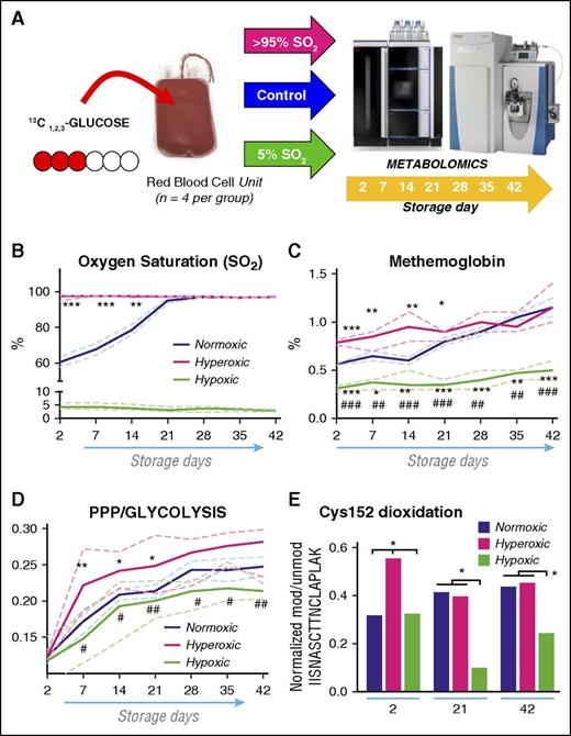 Figure 5. Oxidative stress drives GAPDH irreversible modification and pentose phosphate pathway activation. (A) An overview of the metabolic flux analysis experiment, where four units were spiked with 11 mM 13C1,2,3-glucose and then stored either under normoxic (blue), hyperoxic (>95% SO2, magenta) or hypoxic (5% SO2, light green) conditions (n = 4 per group). (B) Hemoglobin oxygen saturation in normoxic red blood cells reached ∼95% by storage week 3, when 2,3-DPG reservoirs were totally consumed (supplemental Figure 2). (C) MetHb accumulation was higher in hyperoxic red blood cells during the first 3 storage weeks, before SO2 became comparable in both groups, whereas it remained significantly lower throughout storage duration in hypoxic red blood cells in comparison with normoxic and hyperoxic treatments. (D) PPP to glycolysis ratios were determined by dividing lactate isotopologues (+2/+3) at each tested time point (2-42, on a weekly basis). Continuous lines: median (blue, normoxic control; magenta, hyperoxic red blood cells); dashed lines: interquartile ranges. Although PPP remains active in all 3 groups, hyperoxic red blood cells are characterized by the highest activation rate. (E) Targeted SRM-based relative quantitation was performed for intracellular irreversibly oxidized Cys152 of GAPDH (normalized vs the relative abundance of the unmodified IISNASCTTNCLAPLAK peptide containing the active site residue) in normoxic, hyperoxic, and hypoxic red blood cells at storage day 2, 21, and 42. Significantly higher levels of irreversibly oxidized Cys152 of GAPDH were determined at storage day 2 but not at later time points, when SO2, methemoglobin levels and PPP:glycolysis ratios were comparable in either groups. * and # indicate significance (P < .05; < 0.01; < 0.001) vs normoxic controls or hyperoxic units, respectively.