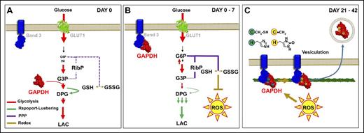 Figure 6. A representative model of GAPDH-dependent metabolic modulation in stored RBCs. For simplicity, GAPDH monomers are shown. The oxidative lesion may affect oxygen-dependent metabolic modulation, promoting GAPDH binding to the N-term or other residues of band 3, promoting a metabolic shift from Embden-Meyerhof to the PPP as to generate reducing equivalents (NADPH) and attempt to restore the redox poise. As RBCs approach the end of the storage period, oxidative stress becomes overwhelming and irreversible oxidative lesions accumulate in GAPDH, and as previously reported, Hb.26 Irreversibly oxidized proteins are thus selectively vesiculated in RBC supernatants, a potential protective mechanism.40 ROS, reactive oxygen species.