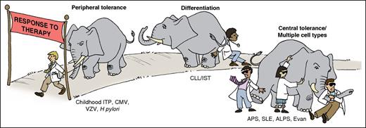 Relationship between pathogenic mechanisms and clinical responses in ITP. The pathogenesis of ITP involves multiple aspects of immune dysregulation, involving several types of cells (B and T lymphocytes, dendritic cells, plasma cells) and resulting in both shortened platelet survival and inhibition of platelet production. In theory, the pathogenesis of childhood ITP or ITP that follows viral infections is less complex, and affects primarily peripheral tolerance. This form of ITP responds more readily to therapy or may remit spontaneously. In contrast, the pathogenesis of ITP in which there is a differentiation block or loss of central tolerance, such as in patients with neoplasia or autoimmune disease, is poorly understood and multifaceted, making therapy of such individuals more difficult. In such cases, combination therapy targeting more than 1 arm of the maladaptive immune response may be effective. ALPS, autoimmune lymphoproliferative syndrome; APS, antiphospholipid syndrome; CLL, chronic lymphocytic leukemia; CMV, cytomegalovirus; Evans, Evans syndrome; H pylori, Helicobacter pylori; IST, immunosuppressive therapy; SLE, systemic lupus erythematosus; VZV, varicella-zoster virus. Professional illustration by Patrick Lane, ScEYEnce Studios.