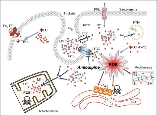 Iron transport through calcium channels in the heart. FPN, ferroportin; FTN, ferritin; LCI, labile cytosolic iron; LPI, labile plasma iron; LTCC, l-type calcium channel; Mfrn, mitoferrin; ROS, reactive oxygen species; RyR2, ryanodine receptor; SR, sarcoplasmic reticulum; TF, transferrin; TfR1, transferrin receptor-1; TTCC, t-type calcium channel.