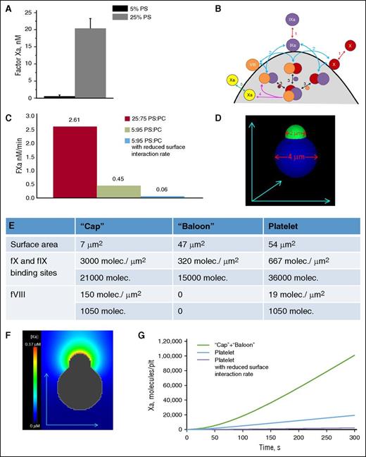 Figure 4. Effect of bound coagulation factors’ surface density on FX activation. (A) The 25:75 and 5:95 PS/PC vesicles were incubated with FIXa (1 nM), FVIIIa (20 nM), and FX (400 nM) in buffer A with 2.5 mM CaCl2 while keeping the PS concentration the same. The reaction was stopped after 4 minutes by the addition of EDTA to a final concentration of 10 mM. Generated FXa was determined from the rate of conversion of chromogenic substrate S-2765 (final concentration, 0.4 mM). The rate of substrate hydrolysis was monitored by absorbance at 405 nm. Mean ± SEM are shown for n = 3 independent experiments. (B) Scheme of membrane-dependent reactions of the tenase complex assembling on the phospholipid surface. FX and FIXa are assumed to bind to specific sites on the membrane and compete for them (reaction 1). FVIII is assumed to be tightly bound to the membrane with the possibility of deactivation during experiment. Their pairwise membrane interactions (reaction 2) lead to the formation of the enzyme-cofactor-substrate complex (reaction 3) and FX activation (reaction 4). (C) Comparison of the velocity of FXa formation in the computer simulation similar in condition to the experiment in (A). To achieve the drop in the amount of formed FXa observed in the experiments, the rate constants of the on-membrane factors interactions were reduced 10-fold. (D-G) Computational model of platelets with a “cap” with characteristics similar to real platelets. (D) Initial distribution of FVIIIa and binding sites for FX and FIXa. (E) Parameters of FVIIIa, and binding sites for FX and FIXa on the model platelet. (F) FXa concentration around platelets with a “cap” after 30 seconds of FX activation; the initial concentrations of FX and FIXa were 160 nM and 30 pM, respectively. (G) Time course of FXa production for a platelet with a “cap,” a platelet with uniform distribution of FVIIIa and binding sites, and with the assumption of membrane-dependent reactions slowing for low PS content. Molec, molecule; plt, platelet; SEM, standard error of the mean.