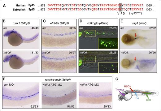 Figure 1. Defective HSC formation in pausing-deficient embryos. (A) Alignment of the C-terminal protein sequence of human and zebrafish Spt5. The V1012D mutation in the zebrafish spt5m806 mutant is highlighted. (B-C) WISH in sibling control (sib) and spt5m806 (m806) embryos for expression of runx1 at 36 hpf (B) and ephrinb2a (efnb2a) at 28 hpf (C). (D) Overlay of the bright field and fluorescent imaging of CHT in Tg(cd41:GFP) embryos at 48 hpf. The insets depict the enlarged GFP fluorescent imaging of the area outlined by dashed lines. YE, yolk extension. (E) WISH for rag1 in thymus (red arrows) at 4 dpf. (F) WISH for runx1/c-myb at 36 hpf in embryos injected with control morpholino (MO), nelf-b MO, or nelf-e MO. (G) Illustration of the blood organs analyzed in panels B-F. Numbers in the upper/lower right corner of images indicate the fraction of embryos with WISH signal similar to the representative image.