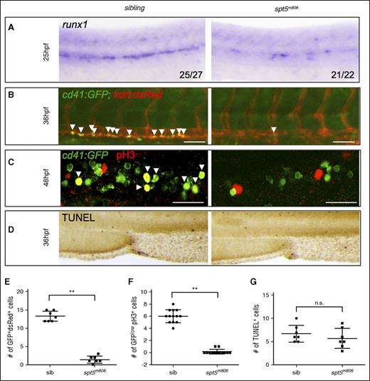 Figure 2. HSC specification and proliferation are compromised in spt5m806 mutants. (A) WISH for runx1 at 25 hpf in sibling control and spt5m806 embryos. (B) Fluorescent microscopy imaging of Tg(cd41:GFP; kdrl:dsRed) embryos at 36 hpf. Arrowheads indicate nascent HSCs that are double positive for GFP and dsRed. Scale bar, 50 μM. (C) Double immunofluorescent staining for GFP and phosphorylated histone H3 (pH3) in Tg(cd41:GFP) embryos. GFP is in green and pH3 is in red. Arrowheads indicate cells that are GFP+pH3+. Scale bar, 50 μM. (D) TUNEL staining for apoptosis in CHT. (E-G) Quantification of the results from panels B, C, and D, respectively. Each dot represents an individual embryo. Values represent mean ± SEM. **P < .01. n.s., not significant; sib, sibling.