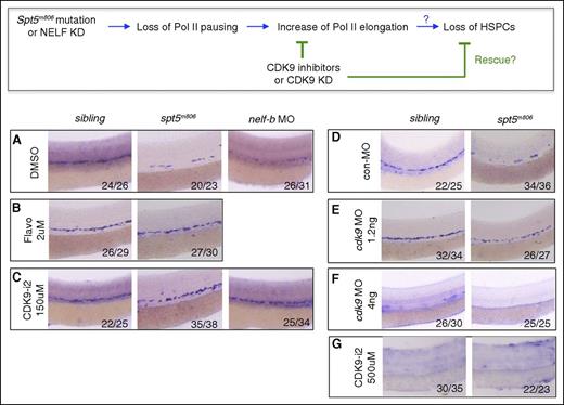 Figure 3. Inhibition of CDK9 rescues HSCs in pausing-deficient embryos. (Top) A schematic diagram for the predicted effect of CDK9 inhibition on HSC formation in pausing-deficient embryos in panels A-G. (A-C) WISH for runx1/c-myb at 36 hpf in control, spt5m806, and nelf-b morpholino (MO) injected embryos treated with DMSO (A), flavopiridol (B), or CDK9 inhibitor II (CDK9-i2). (D-F) WISH for runx1/c-myb at 36 hpf in control and spt5m806 embryos injected with control MO (D), 1.2 ng cdk9 MO (E), or 4 ng cdk9 MO (F). (G) WISH for runx1/c-myb at 36 hpf in control and spt5m806 embryos treated with high-dose (500 μM) CDK9-i2. DMSO, dimethyl sulfoxide.