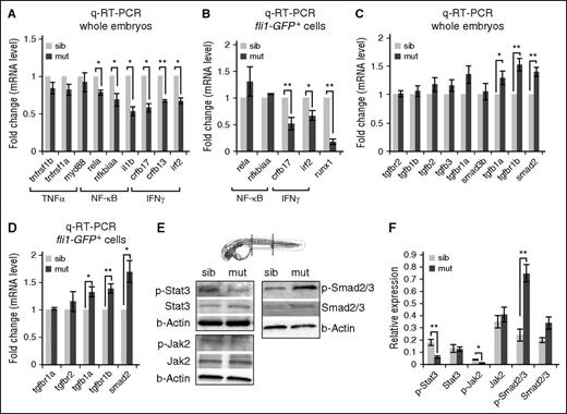 Figure 4. TGFβ and proinflammation signaling pathways are differentially regulated in spt5m806 mutants. (A-B) Q-RT-PCR analyses of mutant and sibling controls at 36 hpf to compare proinflammation genes in whole embryos (A), and FACS-purified endothelial cells from Tg(fl1i:GFP) embryos (B). Gene expression is normalized to β-actin and presented as fold change relative to sibling controls (n = 3, mean ± SEM, *P < .05, **P < .01.). (C-D) Q-RT-PCR analyses of mutant and sibling controls at 36 hpf to compare TGFβ pathway gene expression in whole embryos (C), and FACS-purified endothelial cells from Tg(fli1:GFP) embryos (D). Gene expression is normalized to β-actin and presented as fold change relative to sibling controls (n = 3, mean ± SEM, *P < .05, **P < .01). (E) Western blot to compare Stat3-Jak2 (left) and TGFβ-Smad2/3 (right) activity between mutants and controls. Embryos (36 hpf) were used for protein extraction from the trunk (outlined by dashed lines in the embryo illustration) that contains the region where HSCs were generated. β-actin serves as the loading control. (F) Quantification of western results in panel E. Protein level is normalized to β-actin (n ≥ 3, mean ± SEM, *P < .05, **P < .01). TNF, tumor necrosis factor.