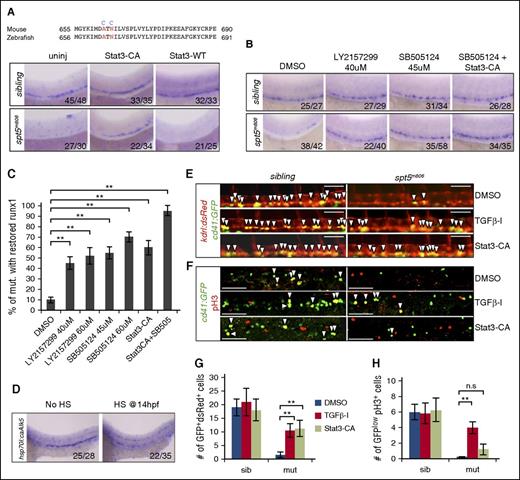 Figure 5. Rescue of HSCs in spt5m806 by modulating the activity of Stat3 and TGFβ signaling. (A, top) Partial sequence alignment of mouse and zebrafish STAT3. Two residues (red) are mutated in Stat3-CA (blue). (Bottom) WISH for runx1 in 36-hfp uninjected embryos, embryos injected with mRNA encoding Stat3-CA or wild-type STAT3 (STAT-WT). (B) WISH for runx1 in 36-hpf embryos treated with DMSO, individual TGFβ inhibitor (LY2157299 and SB505124), or Stat3-CA injection together with a TGFβ inhibitor (SB505124 + Stat3-CA). (C) Quantification of rescue efficiency by the percentage of spt5m806 embryos exhibiting increased runx1 staining under different treatment conditions (10-15 embryos per group, n = 3, mean ± SEM, **P < .01). (D) WISH for runx1 in untreated (no HS) vs HS-treated embryos carrying HS-inducible constitutive Tgfbr1 (hsp70:caAlk5). HS treatment was performed by incubating transgenic embryos at 37°C for 1 hour at 14 hpf. (E) Fluorescent microscopy imaging of Tg(kdrl:dsRed; cd41:GFP) embryos at 36 hpf under different treatment conditions. Arrowheads indicate nascent HSCs that are double positive for dsRed and GFP. Scale bar, 50 μM. (F) Double immunofluorescent staining for GFP (green) and pH3 (red) in CHT in 48 hpf Tg(cd41:GFP) embryos. Arrowheads indicate cells that are GFP+pH3+. Scale bar, 50 μM. (G-H) Quantification of the results from panels E and F, respectively (10-15 embryos per group, n = 3, mean ± SEM, **P < .01).