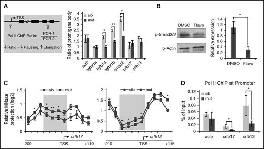 Figure 6. Loss of pausing in spt5m806 mutants regulates TGFβ and IFNγ signaling via distinct mechanisms. (A, left) An illustration for Pol II ChIP-PCR analysis to compare the ratio of Pol II occupancy at promoter vs gene body. 1 and 2 represent PCR amplicons within the promoter and gene body, respectively. ↓ means decrease; ↑ means increase. (Right) Quantification of ChIP ratio in sibling controls and spt5m806 mutants (n = 3, mean ± SEM, *P < .05, **P < .01). (B) Left, western blot to compare phosphorylated Smad2/3 (p-Smad2/3) level in 36-hpf embryos between DMSO and flavopiridol (4 μM) treatment. Right, quantification of western results by normalized to β-actin (n ≥ 3, mean ± SEM, *P < .05). (C) MNase protection experiments for crfb17 (left) and crfb13 (right) in 36-hpf sibling control and spt5m806 mutants. qPCR was performed to tile through the promoter region with overlapping amplicons. Relative ratio of the amount of digested DNA to genomic control was used to determine the extent of MNase protection. The shaded area marks the nucleosome-depleted region around the promoter. n = 3, mean ± SEM, *P < .05, **P < .01. (D) Pol II ChIP experiments to compare promoter-associated Pol II on crfb17 and crfb13 between 36-hpf sibling control and spt5m806 mutant embryos. β-actin serves as an unchanged control gene (n = 3, mean ± SEM, * P < .05).