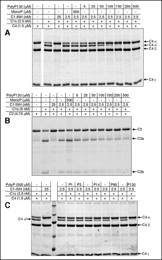Figure 1. PolyP enhances the capacity of C1-INH to dampen C1s-mediated cleavage of C4 and C2 in a concentration- and size-dependent manner. SDS-PAGE analysis under reducing conditions was used to evaluate the effect of polyP concentration and size, on C4 and C2 cleavage. Concentrations of polyP reflect the concentration of the monomer. (A) C4 alone is shown in lane 1. C1s alone is not detectable at the concentration used. C1-INH and C1s were reacted with C4 in the presence of varying concentrations of polyP130 or 500 μM of monoP (lane 5) as shown and described in supplemental Materials and methods. C4 cleavage products were detected by Coomassie staining after SDS-PAGE. (B) C1-INH and C1s were reacted with C2 in the presence of varying concentrations of polyP130 or 500 μM of monoP (lane 5). (C) C1-INH and C1s were reacted with C4 in the presence of 500 μM monoP (P1), P3, polyP14 (P14), polyP60 (P60), or polyP130 (P130) for 30 minutes, after which C4 cleavage products were visualized by SDS-PAGE. Gels are representative of experiments performed a minimum of 5 times.