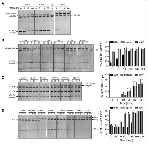 Figure 2. Heparin and polyP increase the rate of complex formation between C1-INH and C1s. For panels A-D, proteins were separated by 10% SDS-PAGE and gels were stained with Coomassie blue R-250. Concentrations of polyP reflect the concentration of the monomer. (A) 1 μM C1-INH was reacted at 4°C with 1 μM recombinant C1s (C1s SP domain), in the presence of increasing concentrations of polyP130 (P130) for the indicated times. Purified C1-INH is shown in the lane between the 1 and 5 minute panels. (B) 1 μM C1-INH was reacted at 4°C for 0 to 30 minutes with 1 μM recombinant C1s (C1s SP domain) in the absence (C, control) or presence of either 50 μg/mL heparin or 160 μM polyP130 (left). Densitometry performed on 3 gels (right). The percent C1-INH complex is based on C1-INH alone being assigned as 100%. (C) 1 μM C1-INH was reacted at 4°C for 0 to 120 minutes with 1 μM plasma C1r in the absence (C) or presence of either 50 μg/mL heparin or 166 μM polyP130 (left). Densitometry performed on 3 gels (right). The percent C1-INH complex is based on C1-INH at t = 0 being assigned as 100%. (D) 10 nM C1-INH was reacted at 4°C for varying periods of time as shown, with 10 nM C1s (CCP12SP), 1 μM C4, and either buffer alone (C), 50 μg/mL heparin, or 166 μM polyP130 (left). Densitometry performed on 3 gels (right). The percent C4 α chain is based on C4α at 5 hours being assigned as 100%. CCP, complement control protein-like domain; H, heparin; P, polyP130.