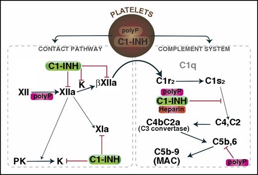 Figure 7. Mechanisms by which polyP regulates complement activation. Upon activation, polyP and C1-INH can colocalize, after which they are secreted. PolyP triggers a conformational change in FXII, resulting in generation of FXIIa, which can activate prekallikrein and/or FXI to FXIa. Kallikrein or plasmin (not shown) can further cleave FXIIa to generate βFXIIa, which may activate C1r and thus promote complement activation. C1-INH dampens that pathway by inhibiting FXIIa, βFXIIa, and kallikrein. C1s cleaves C4 and C2 to generate the C4b2a C3 convertase, which ultimately leads to formation of the C5b,6 complex, and assembly of the C5b-9 MAC. PolyP or heparin potentiate the inhibitory function of C1-INH via direct interactions with C1-INH and the target protease, C1s. PolyP also destabilizes C5b,6, thereby dampening the formation of the MAC. The over-riding effect of polyP in a serum-based endothelial cell culture system is to suppress complement activation. K, kallikrein; MAC, membrane attack complex; PK, prekallikrein.